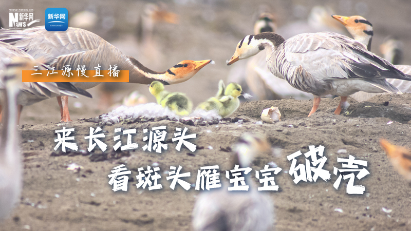 “萌主”當(dāng)家丨來長(zhǎng)江源頭，看斑頭雁寶寶破殼