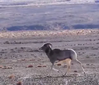 成群盘羊现身青海德令哈