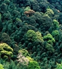 青海省持續開展大規模造林，國土綠化面積進一步擴大，省東部地區森林覆蓋率達32%高于全國平均水平